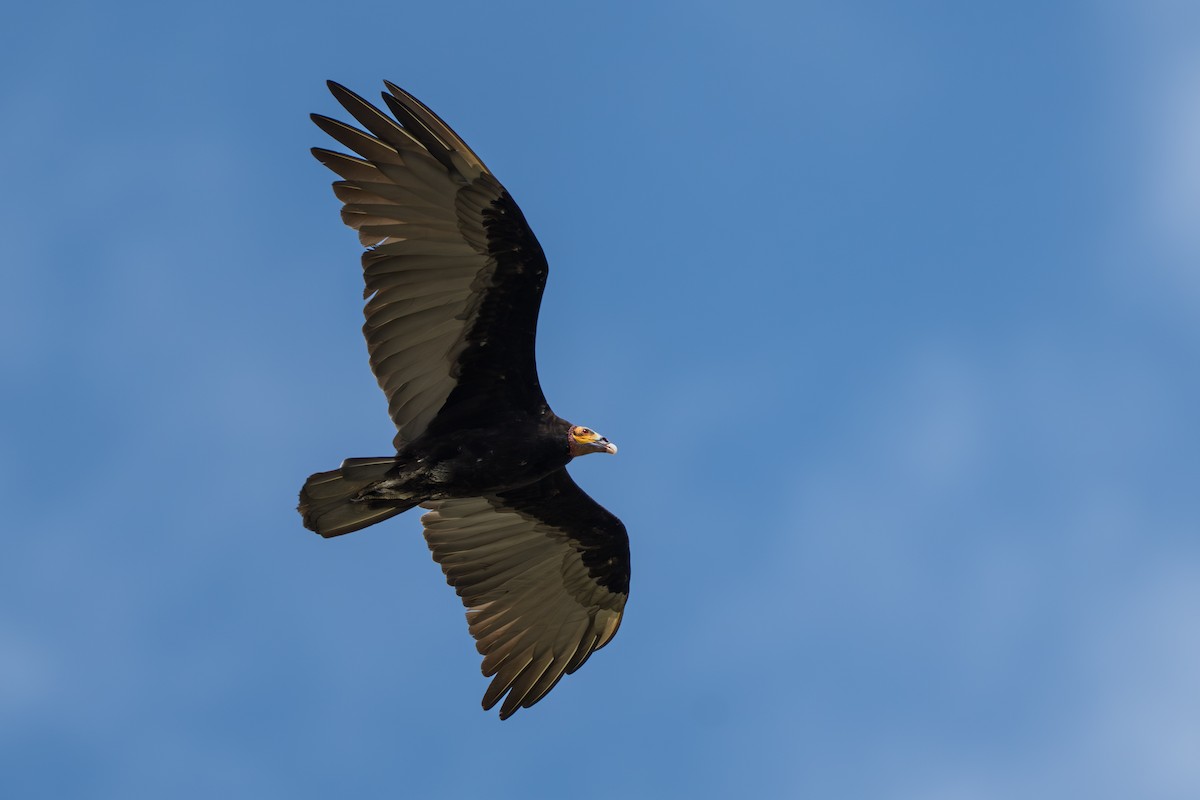 Lesser Yellow-headed Vulture - ML644644297