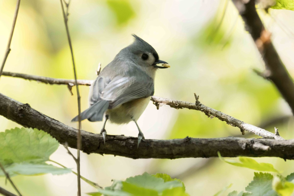 Tufted Titmouse - ML644644298