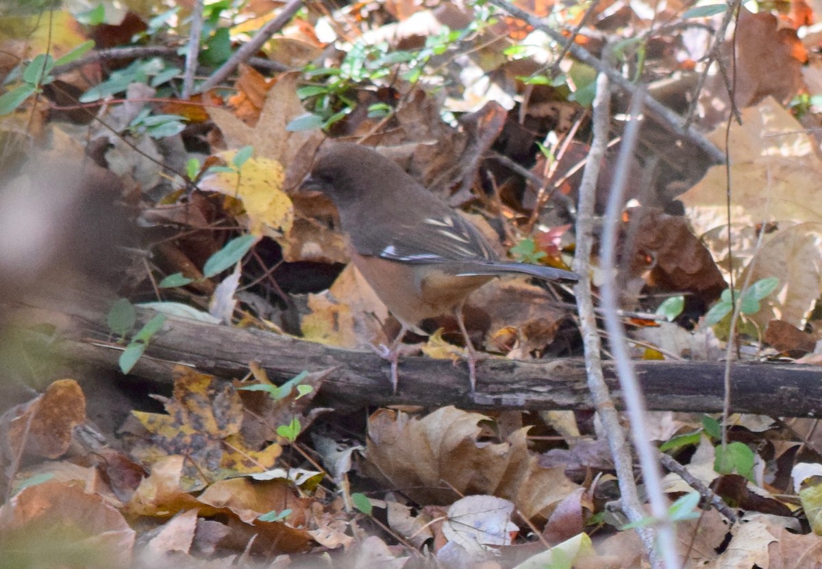 Eastern Towhee - ML644644300