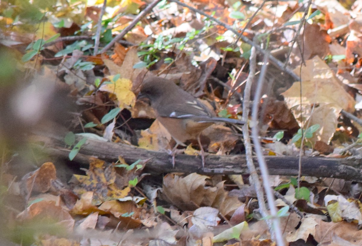 Eastern Towhee - ML644644301