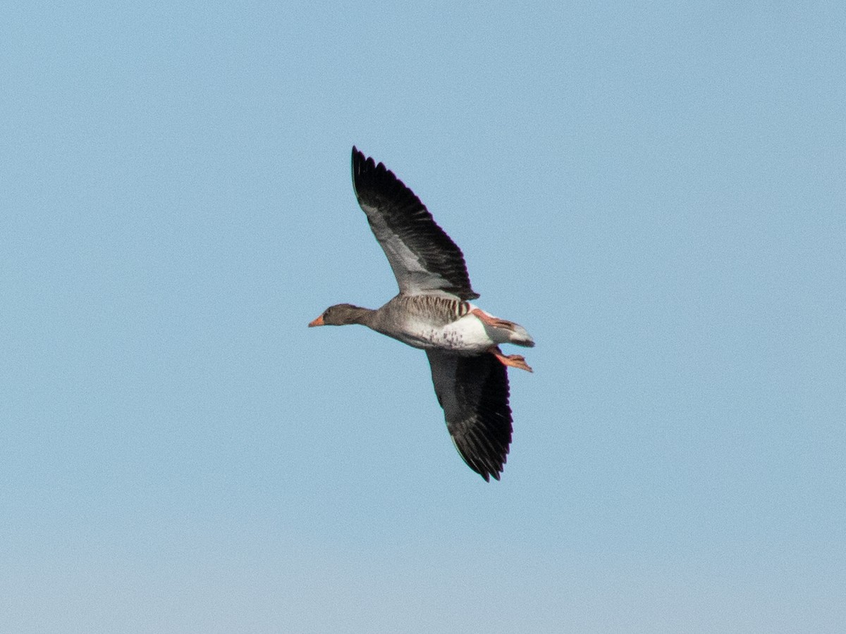 Oca selvatica - ML644644302