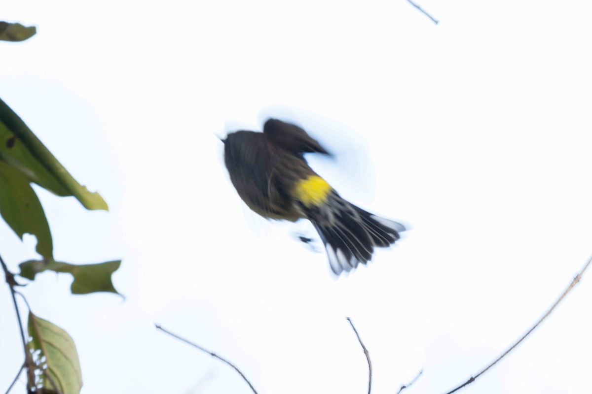 Yellow-rumped Warbler - ML644644303