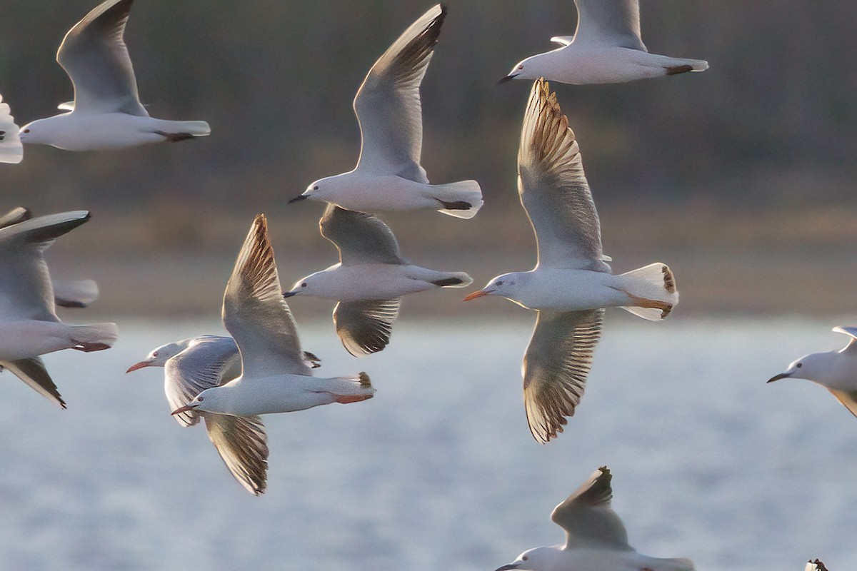 Gabbiano roseo - ML644644310