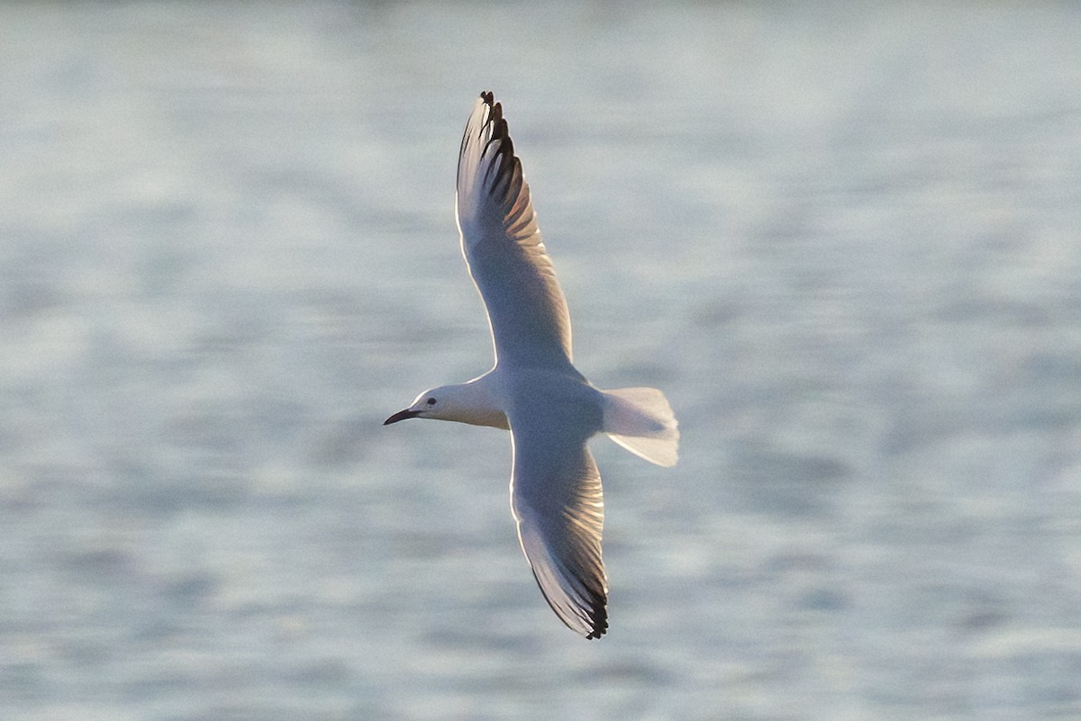 Gabbiano roseo - ML644644311