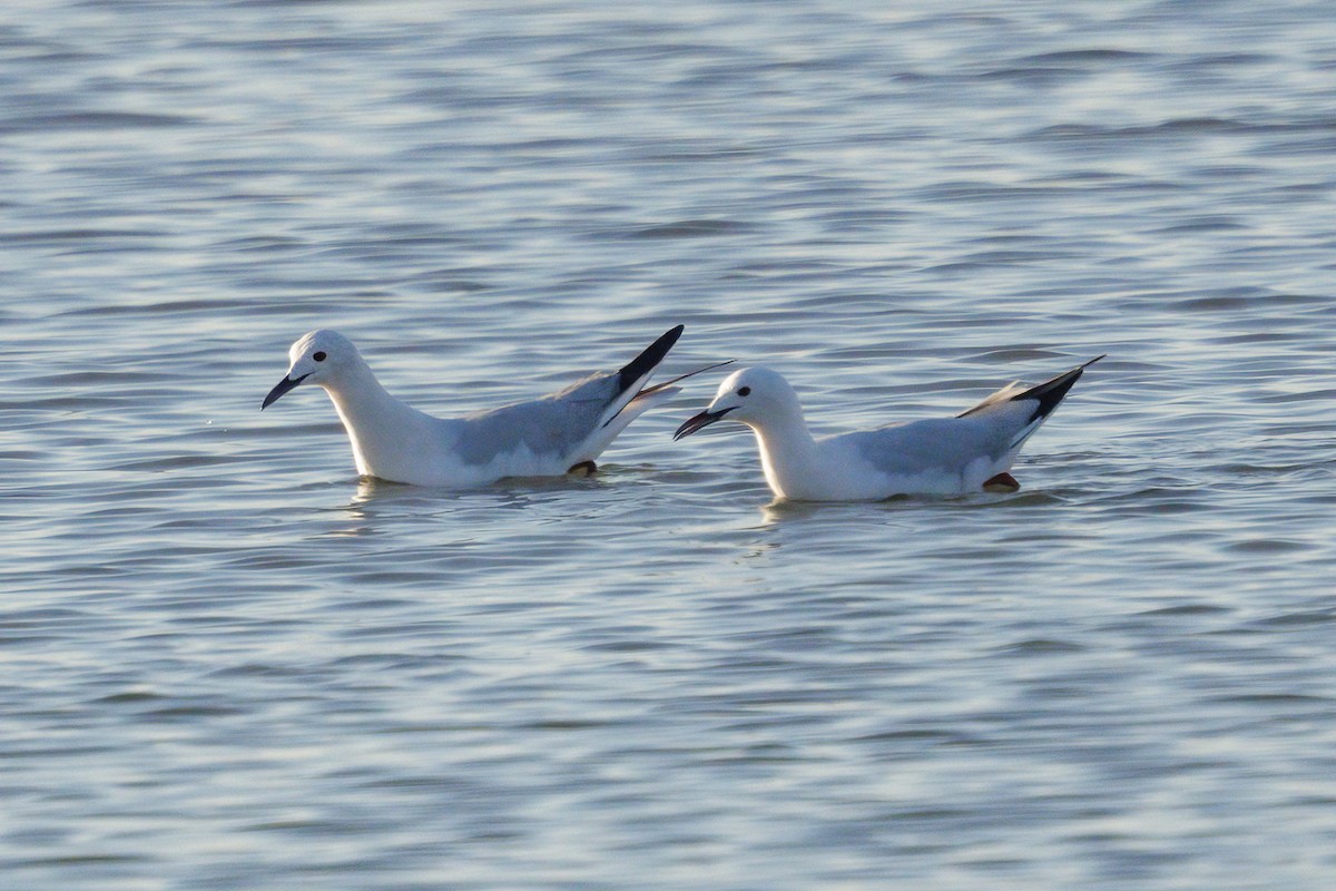 Gabbiano roseo - ML644644312