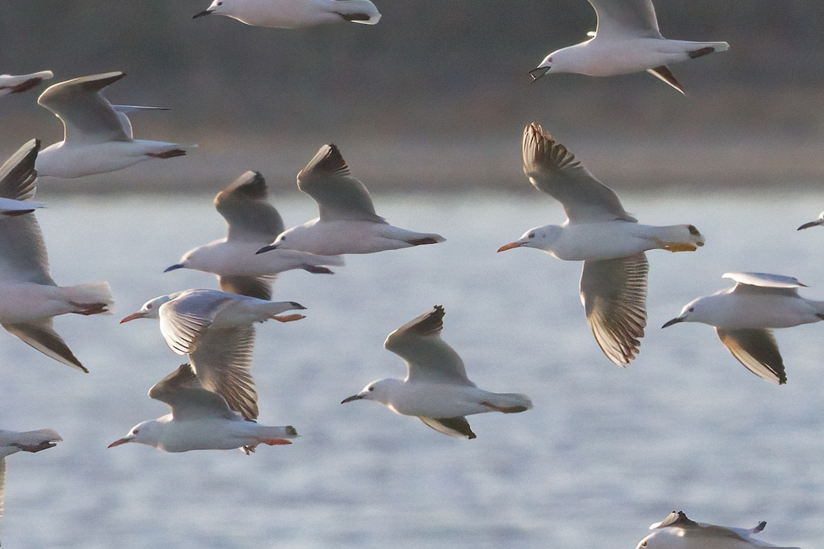 Gabbiano roseo - ML644644313