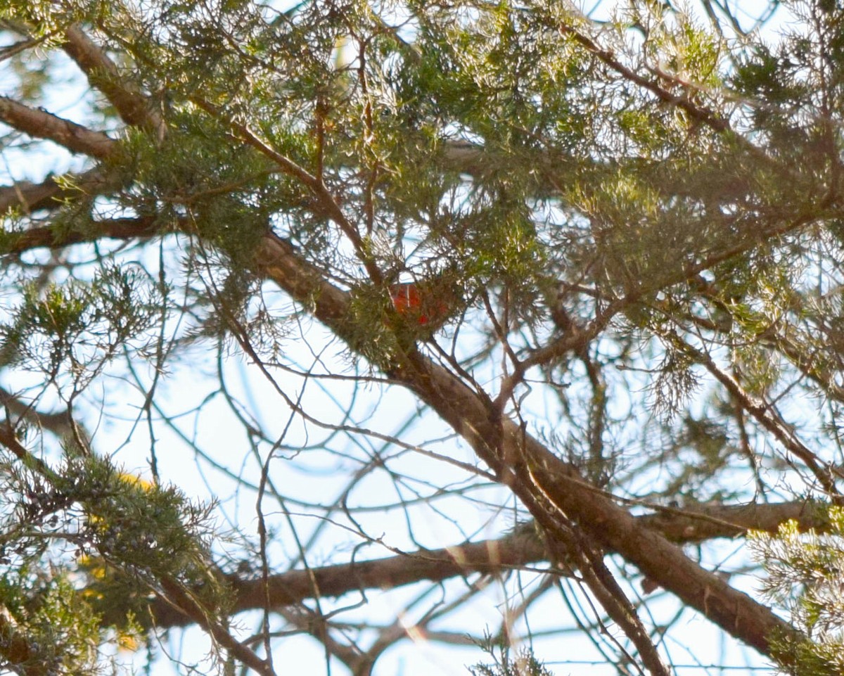 Northern Cardinal - ML644644318