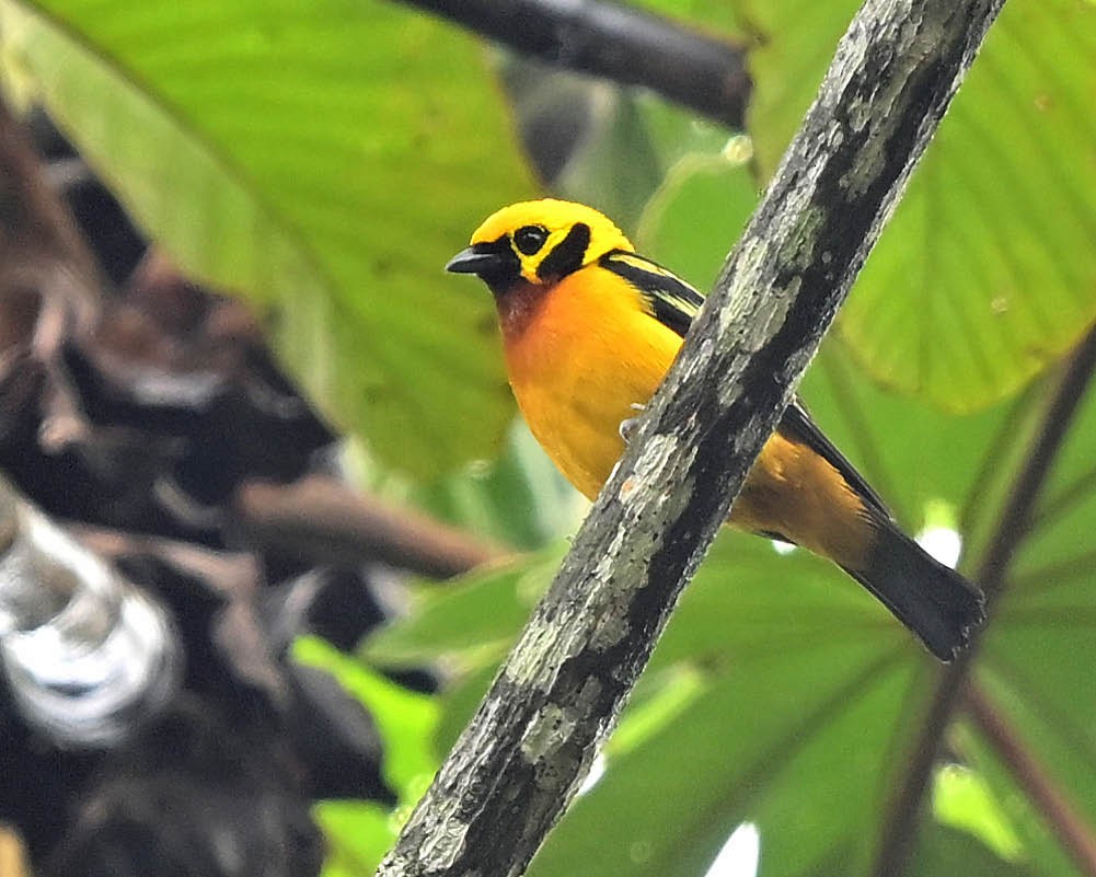 Golden Tanager - ML644644320