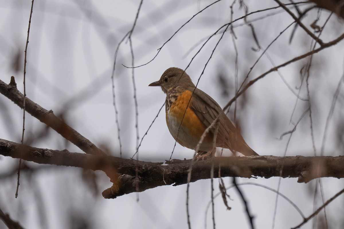 Gray-backed Thrush - ML644644323