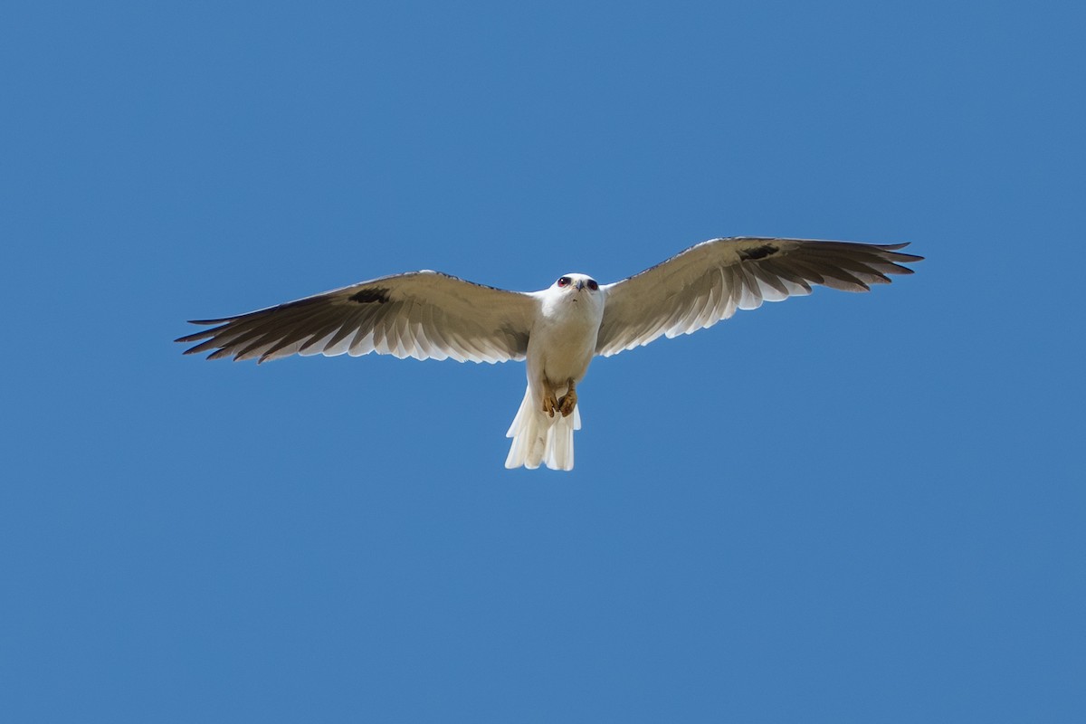White-tailed Kite - ML644644324