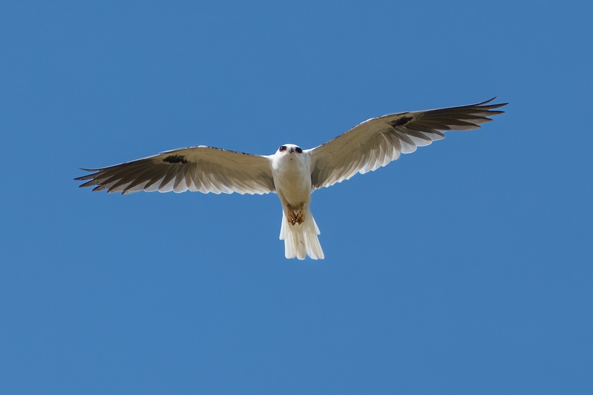 White-tailed Kite - ML644644325
