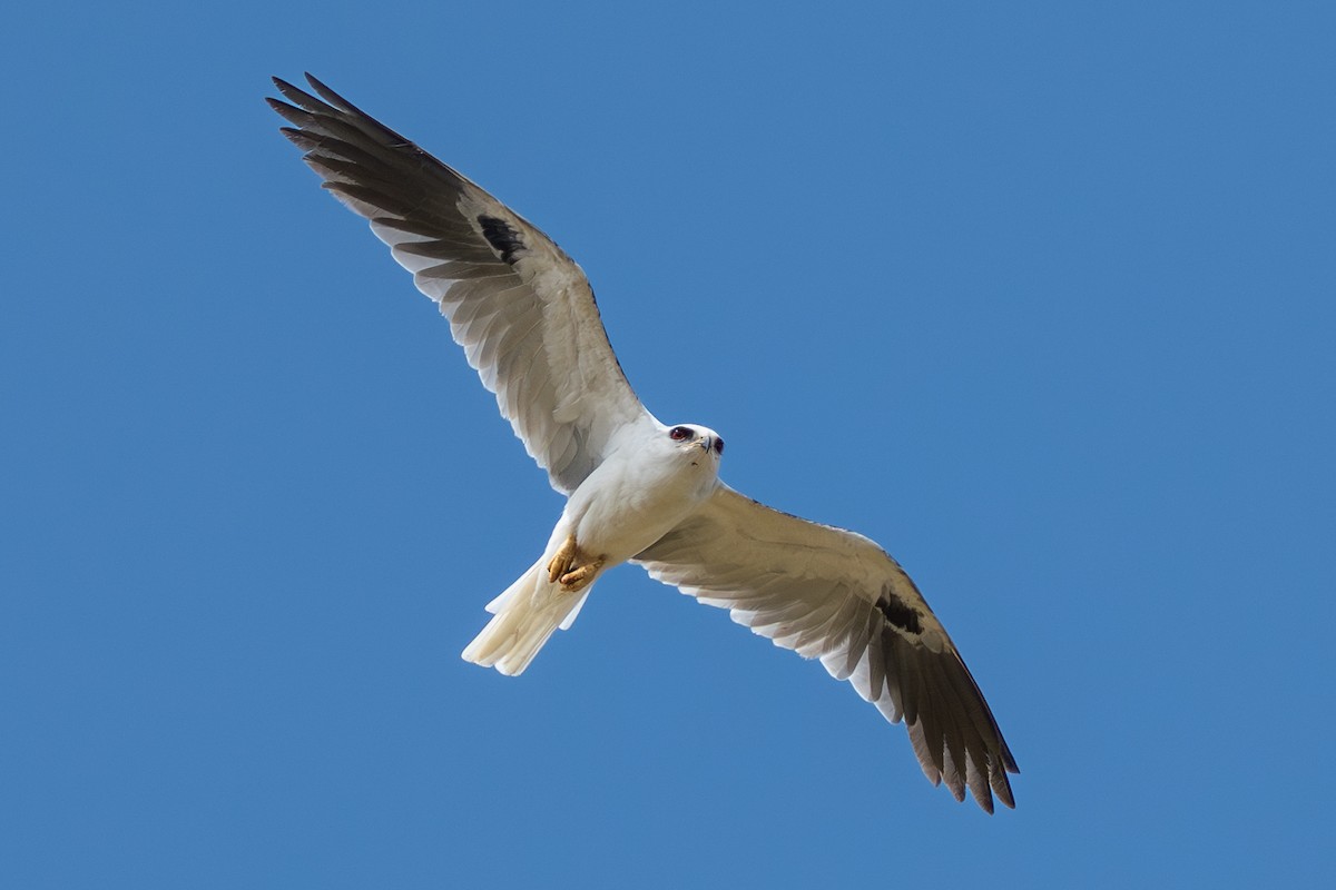 White-tailed Kite - ML644644326