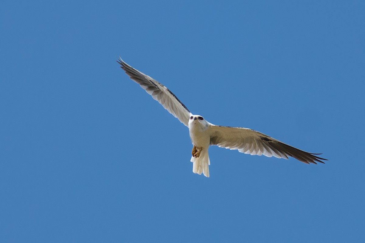 White-tailed Kite - ML644644327