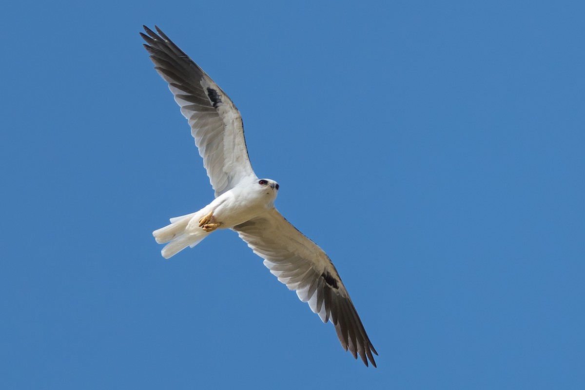 White-tailed Kite - ML644644328