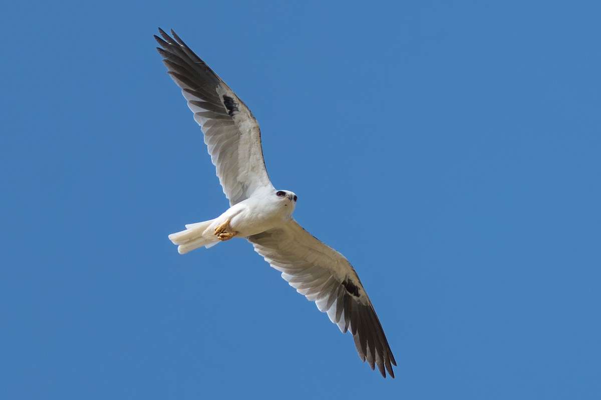 White-tailed Kite - ML644644329