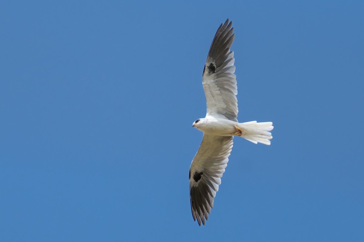 White-tailed Kite - ML644644330