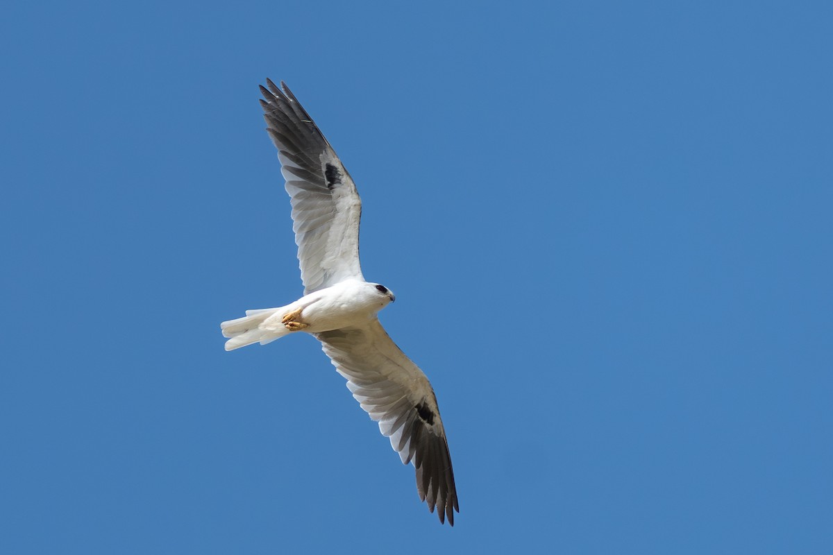 White-tailed Kite - ML644644331