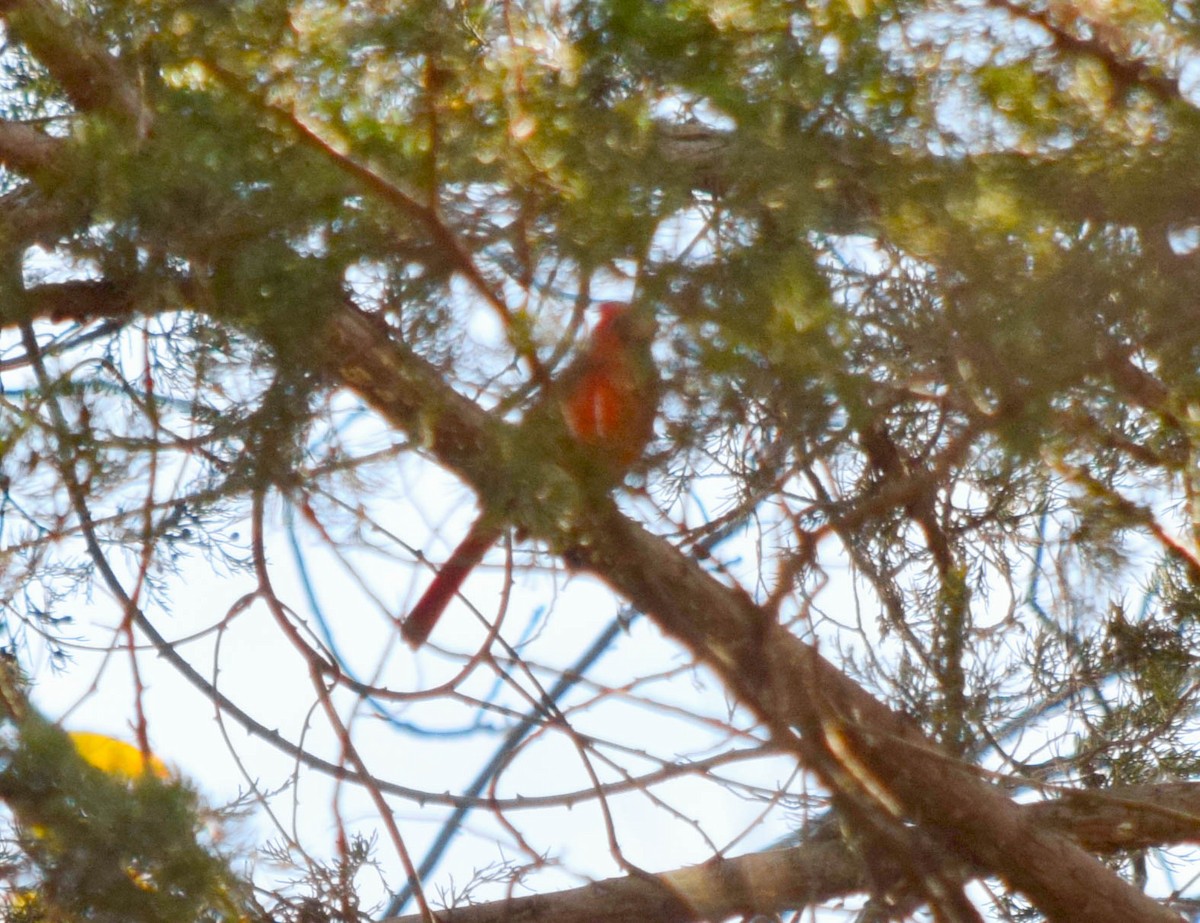 Northern Cardinal - ML644644333