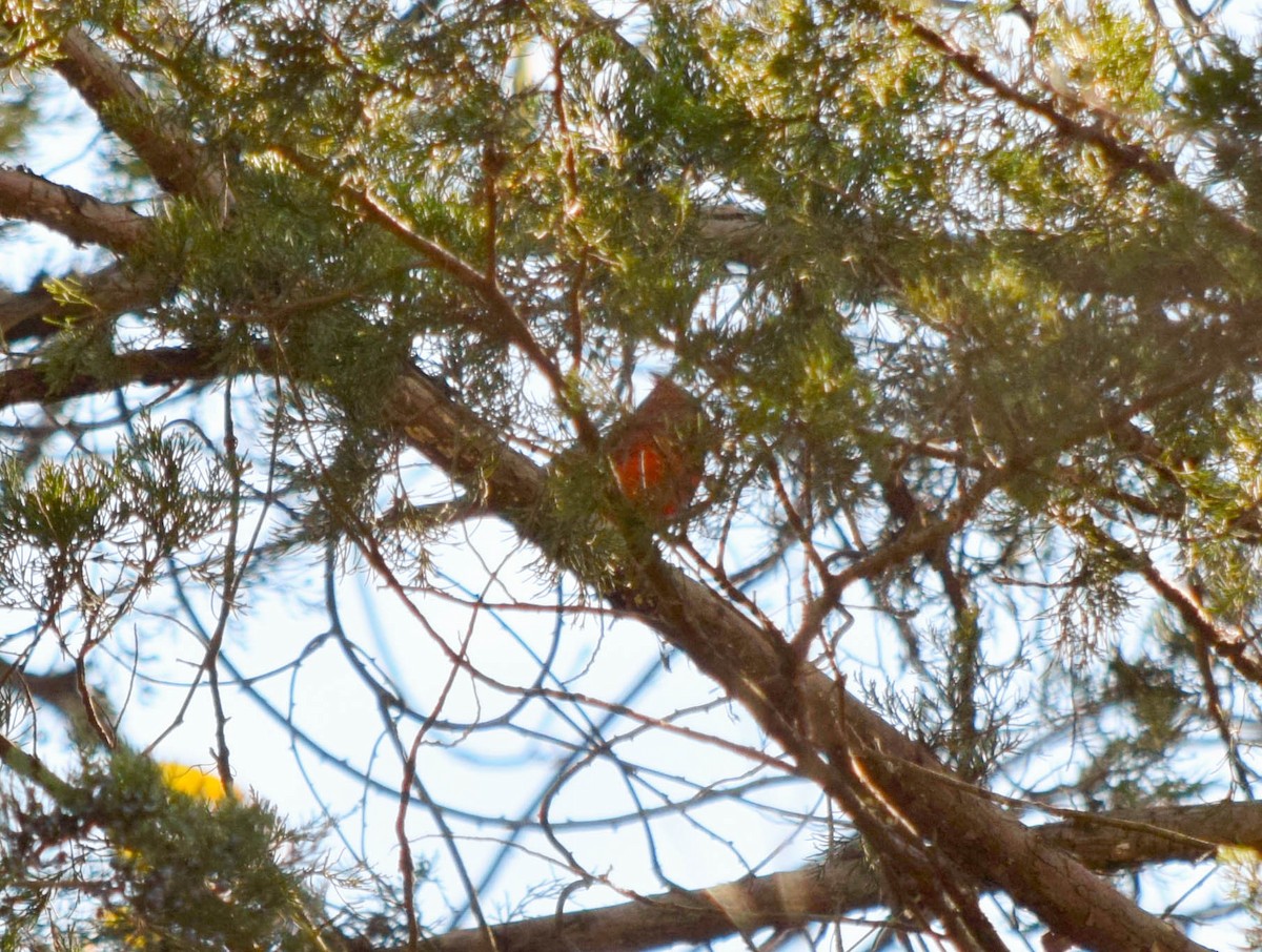 Northern Cardinal - ML644644334