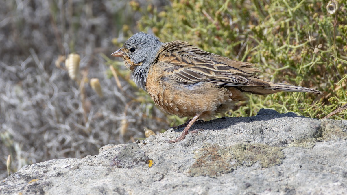 גיבתון אדום-מקור - ML644644336