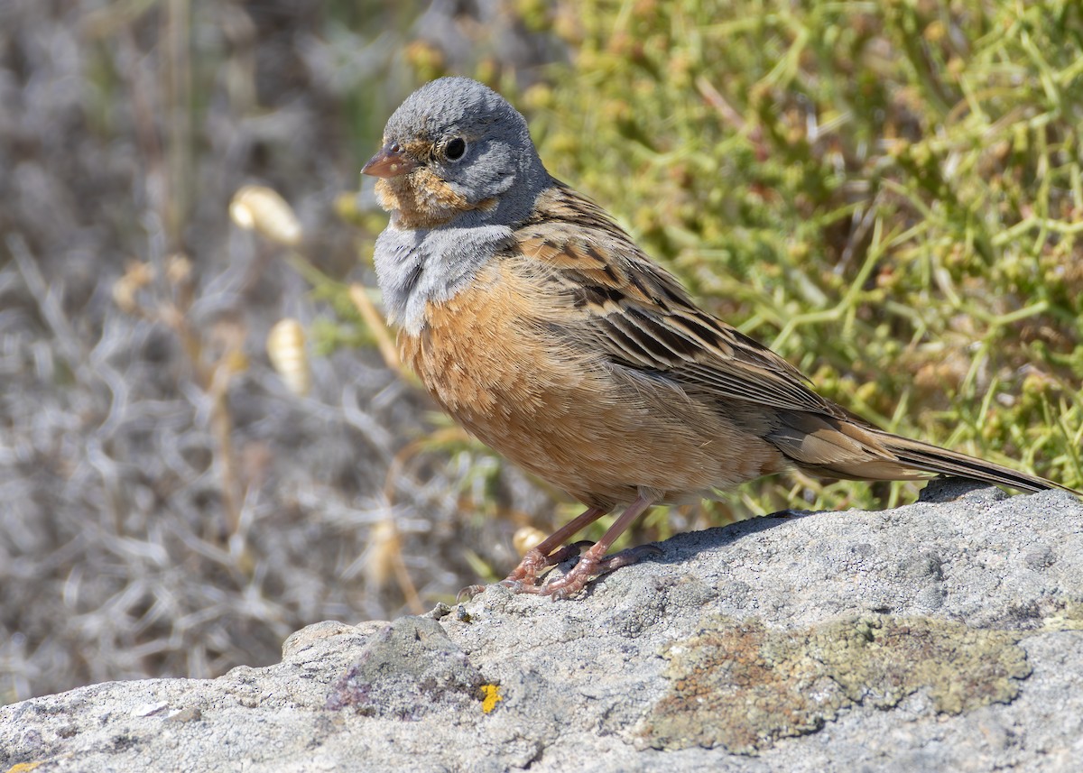 גיבתון אדום-מקור - ML644644340