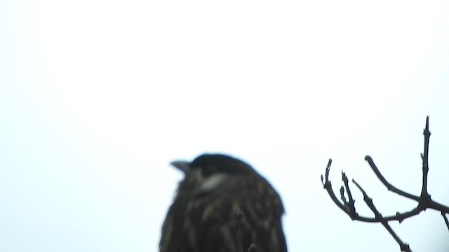 White-cheeked Cotinga - ML644644343