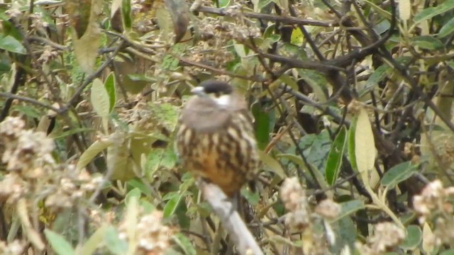 White-cheeked Cotinga - ML644644344