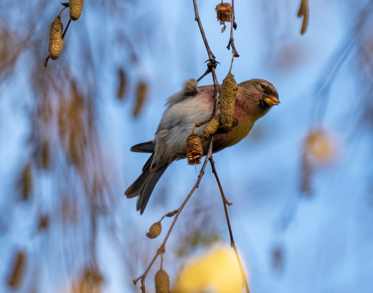 Redpoll - ML644644345