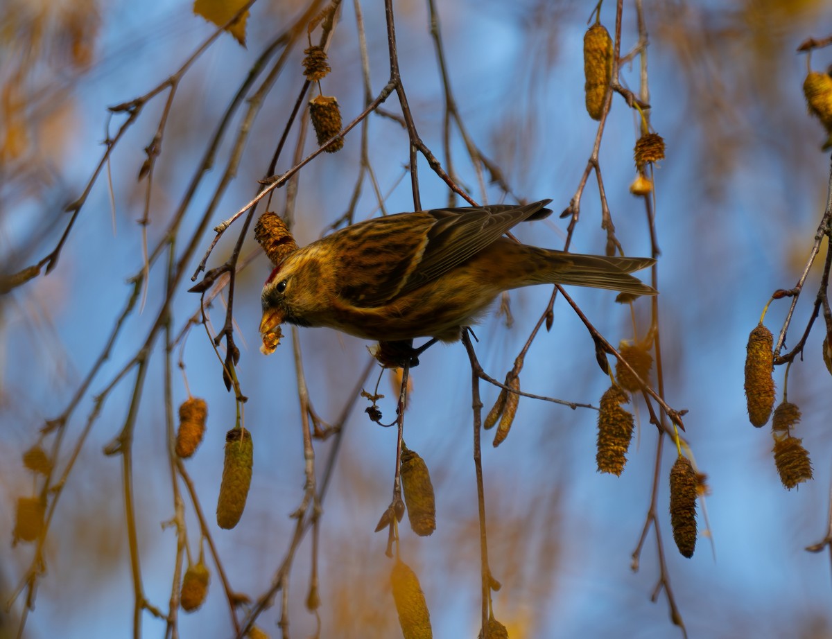 普通朱頂雀 - ML644644346