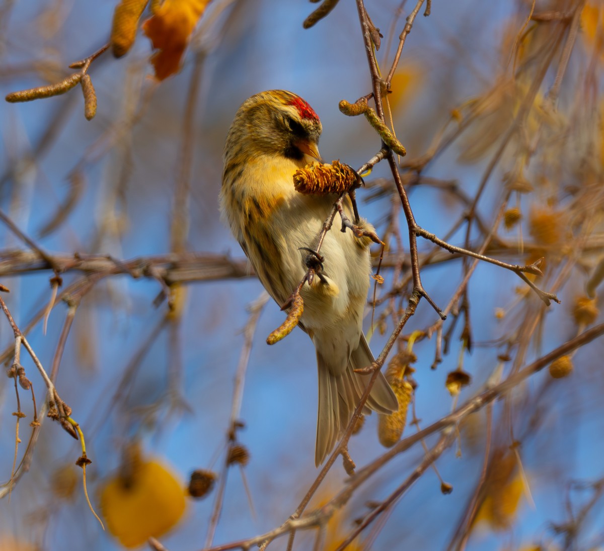 Redpoll - ML644644347
