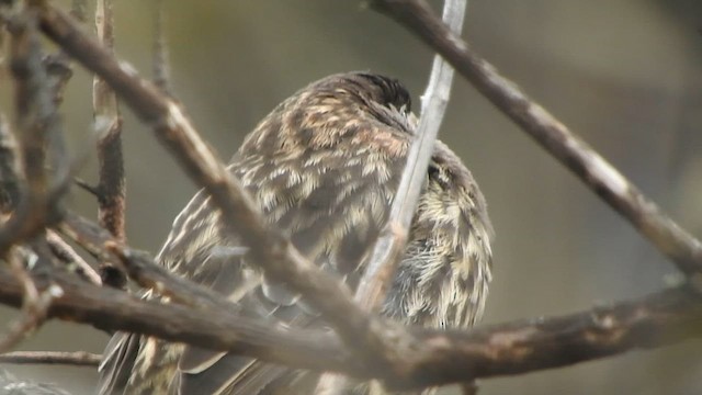 White-cheeked Cotinga - ML644644348