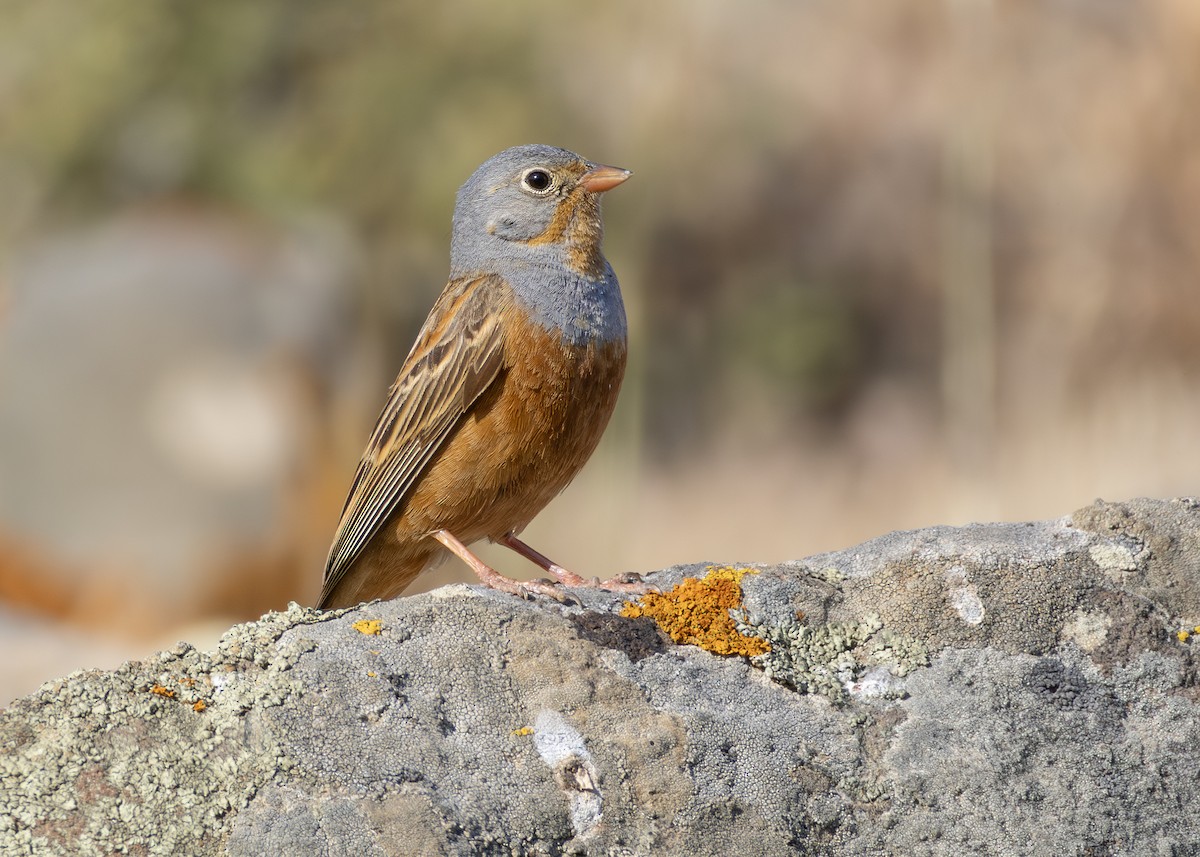 גיבתון אדום-מקור - ML644644354