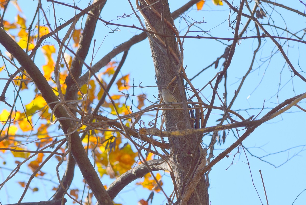 Yellow-rumped Warbler - ML644644355
