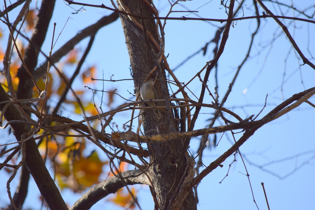 Yellow-rumped Warbler - ML644644356