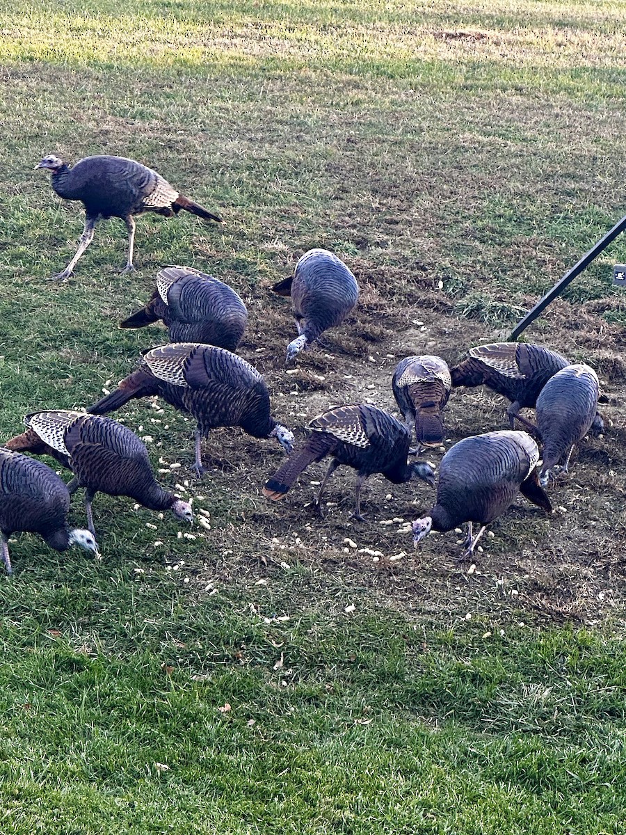 火雞 - ML644644359