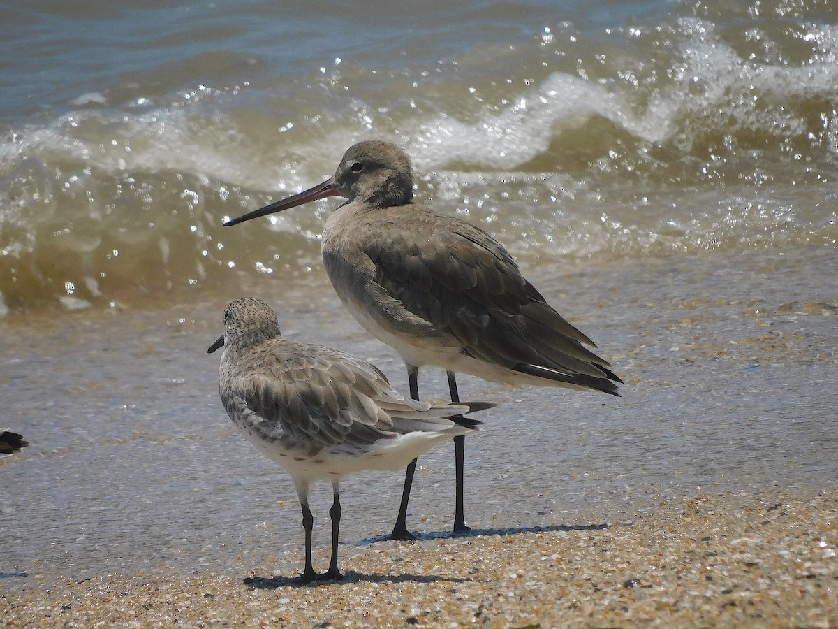 黑尾鷸 - ML644644360