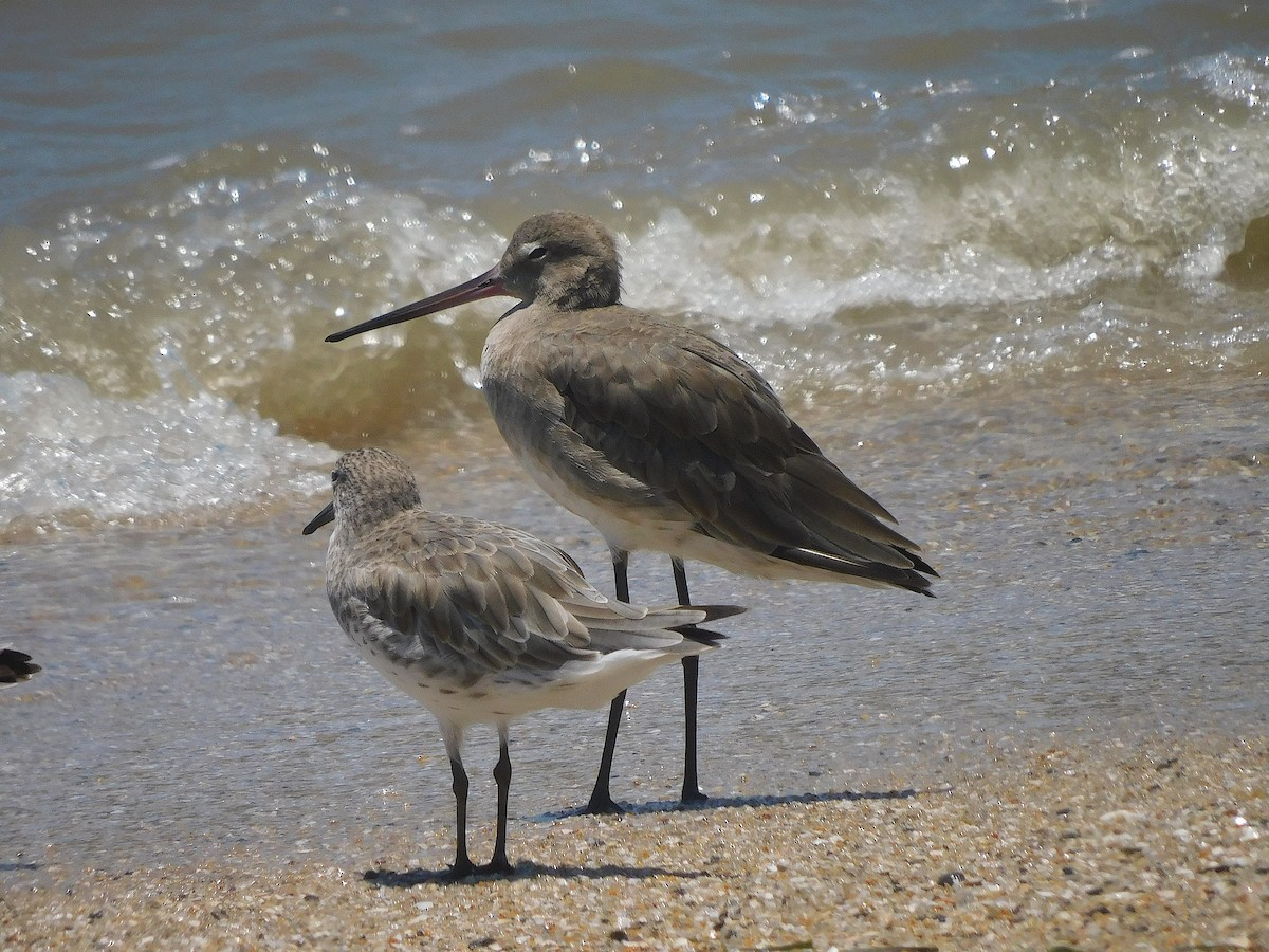 黑尾鷸 - ML644644361