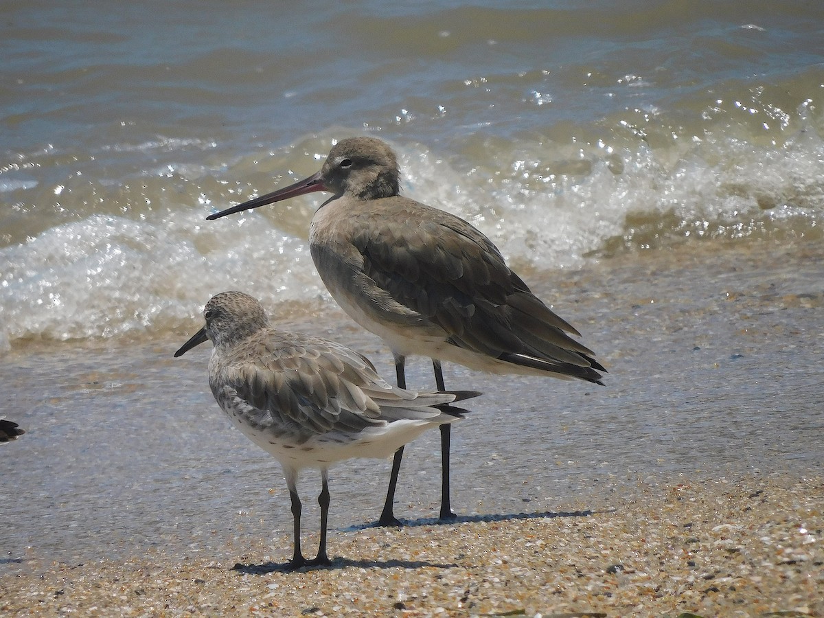 黑尾鷸 - ML644644362