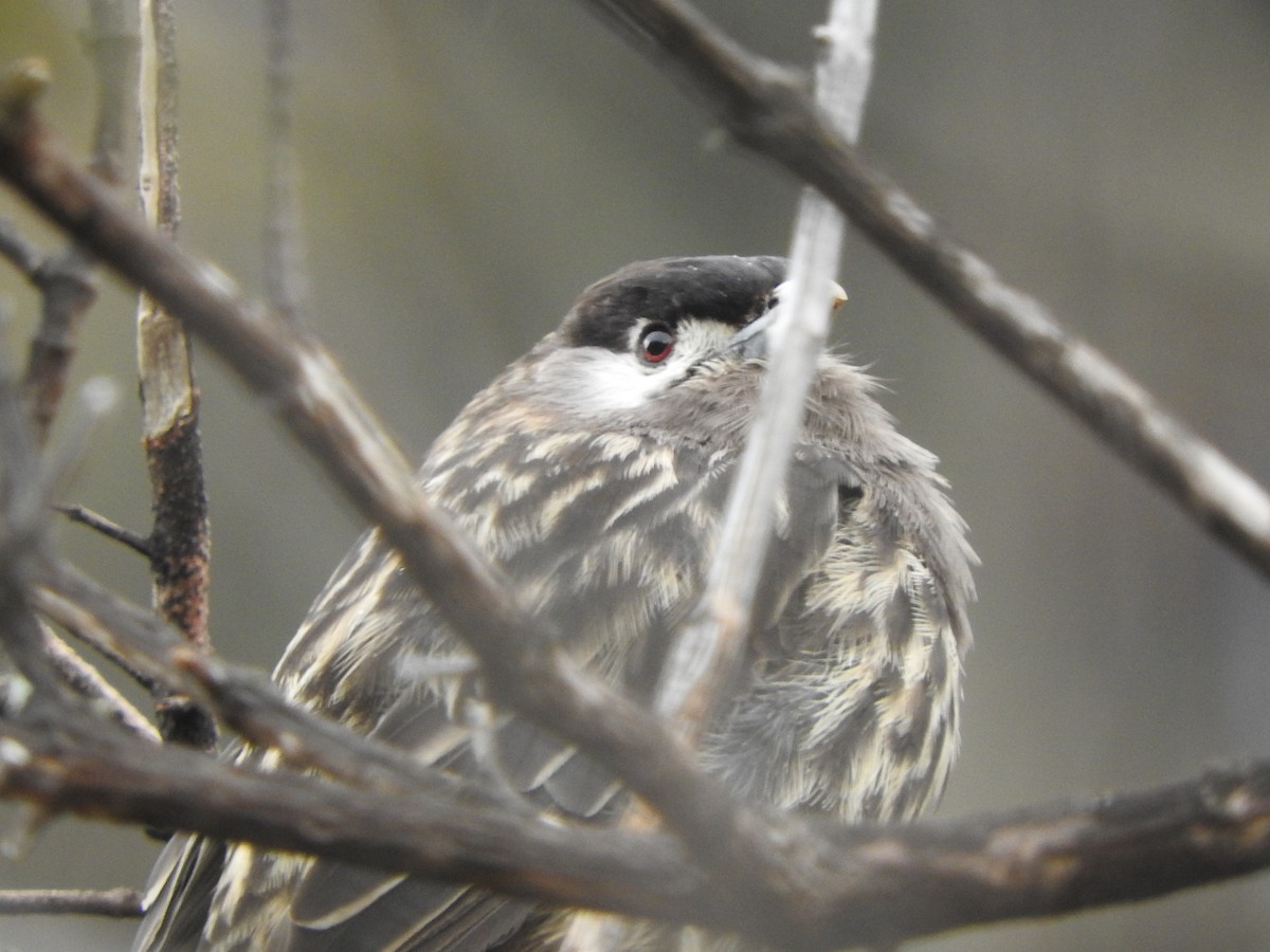 White-cheeked Cotinga - ML644644363