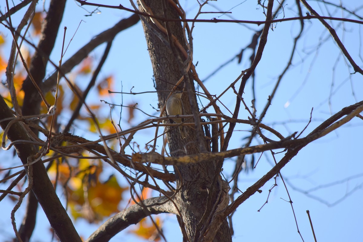 Yellow-rumped Warbler - ML644644368
