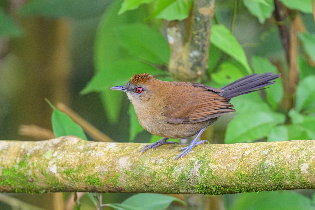 White-shouldered Fire-eye - ML644644369