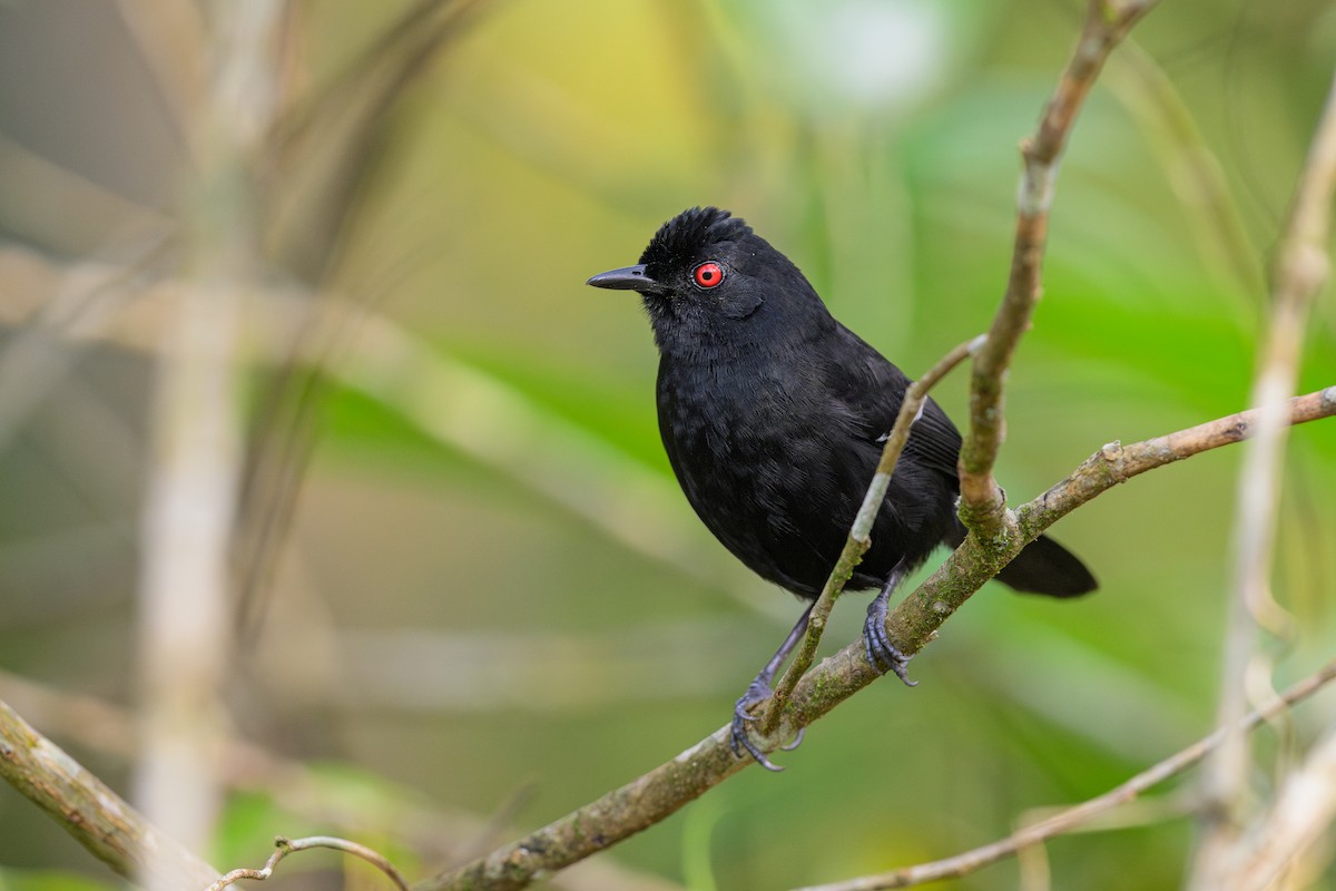 White-shouldered Fire-eye - ML644644370