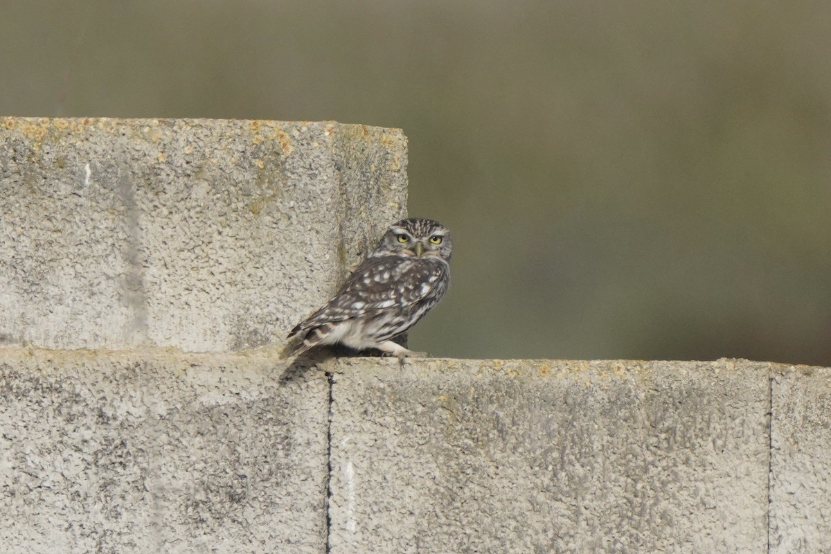 縱紋腹小鴞 - ML644644373