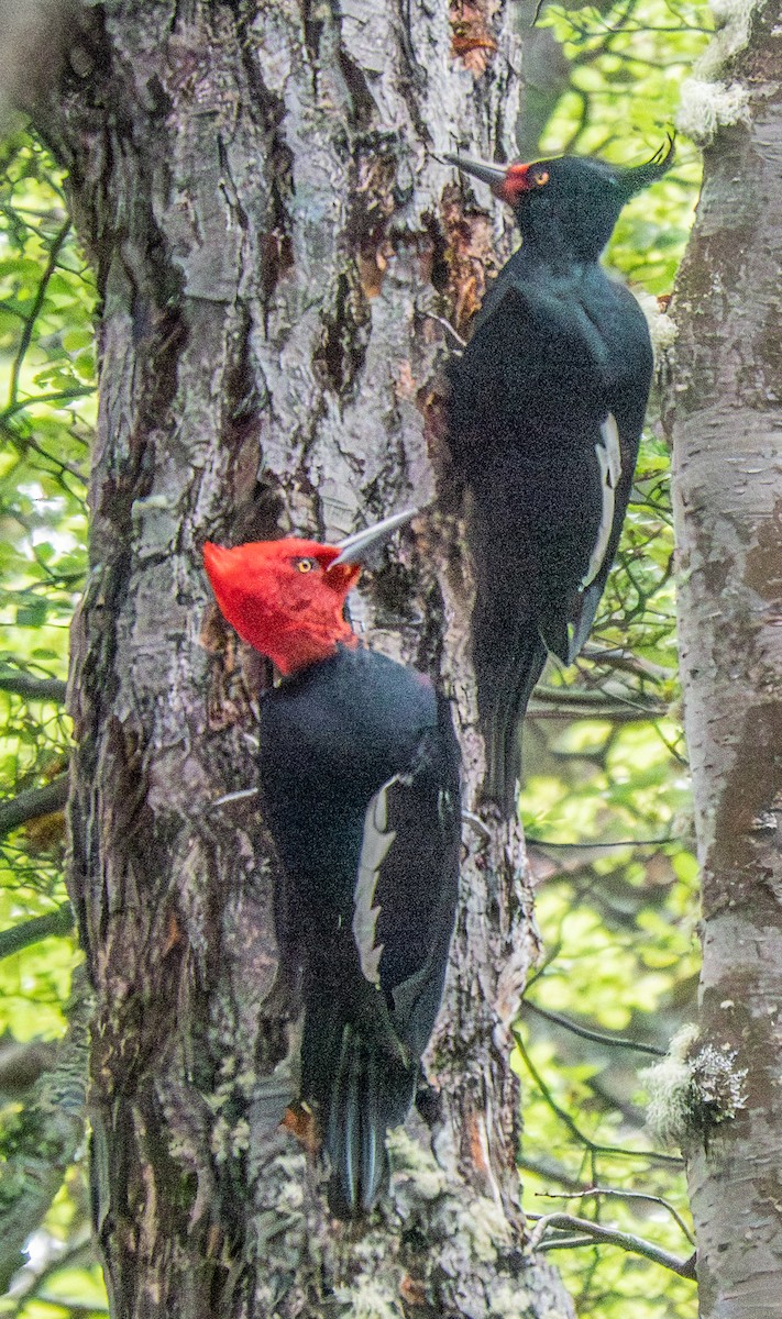 Magellanic Woodpecker - ML644644375