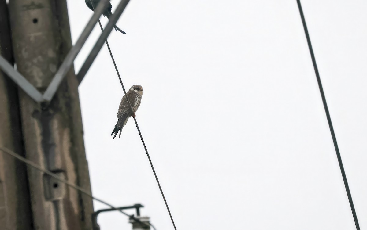 Amur Falcon - ML644644376