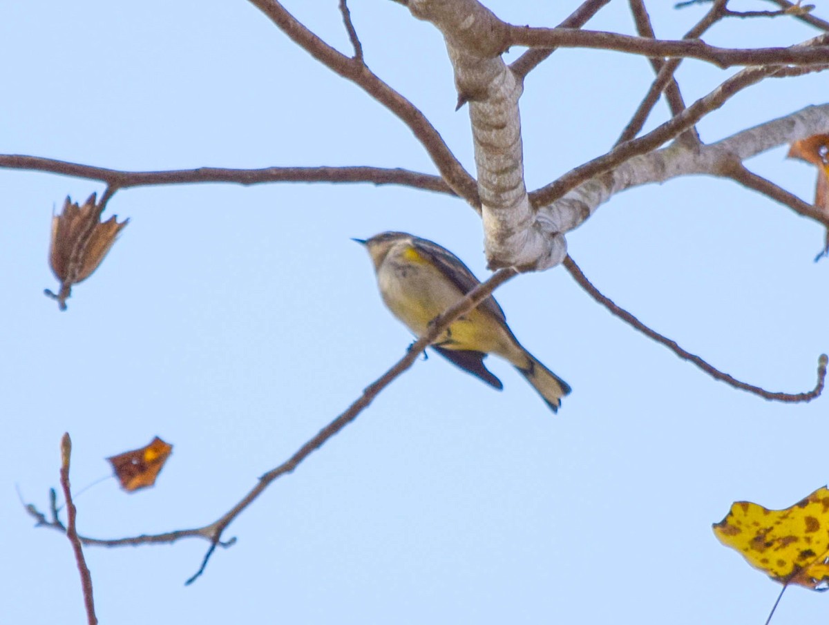 Yellow-rumped Warbler - ML644644377