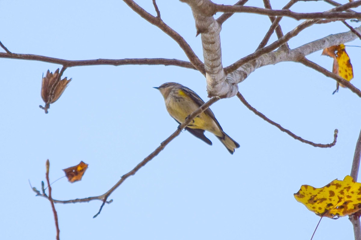 Yellow-rumped Warbler - ML644644378