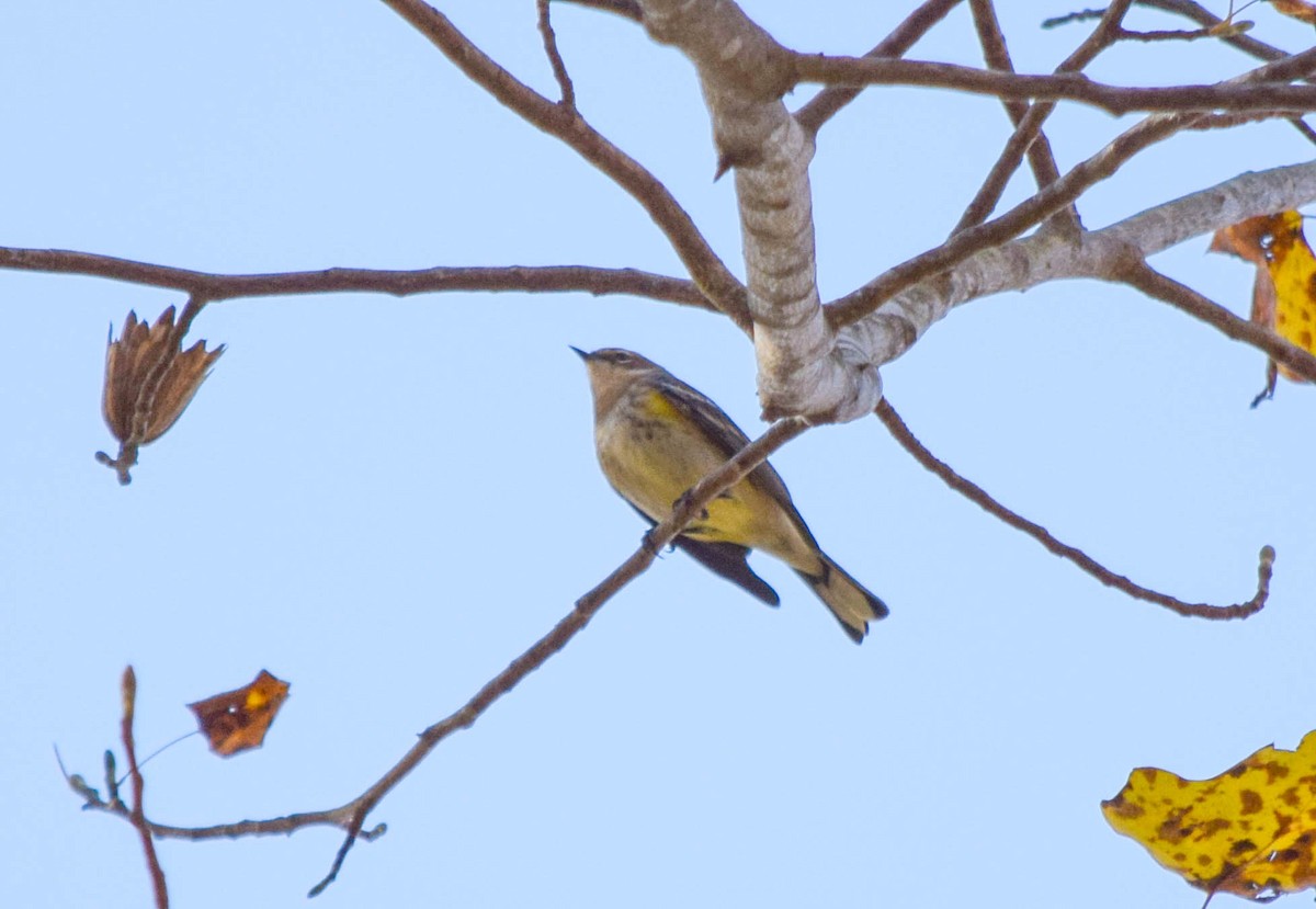 Yellow-rumped Warbler - ML644644380