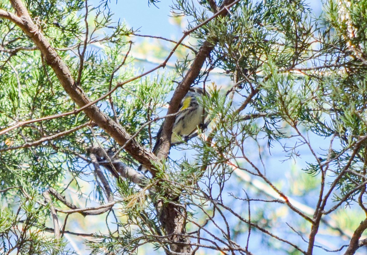 Yellow-rumped Warbler - ML644644381