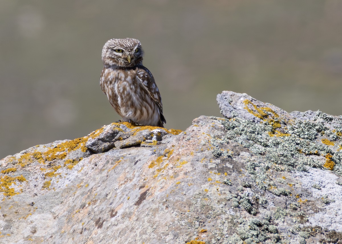 כוס החורבות (צפוני) - ML644644382